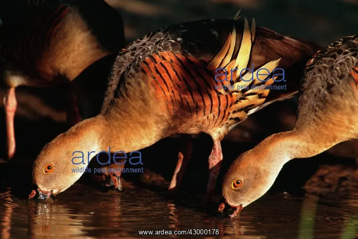 : Plumed Whistling Duck - ducks dabbling. Yellow : Plumed Whistling Duck - ducks dabbling. Yellow