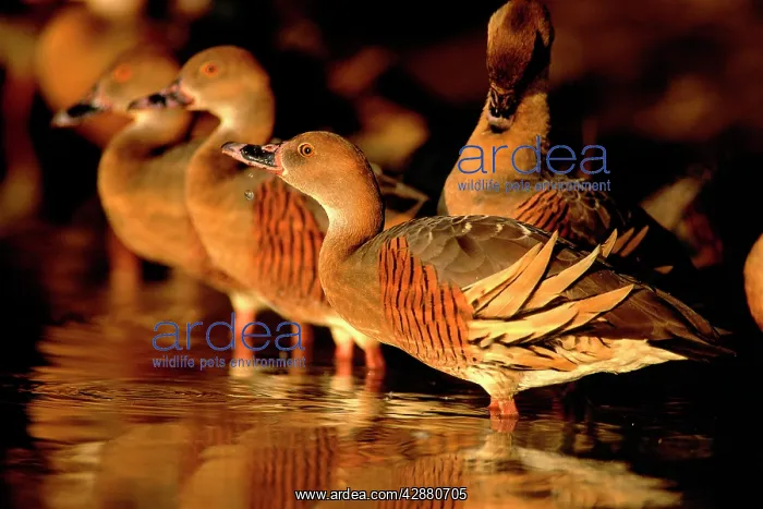 : Plumed whistling-duck / Grass whistling-duck - : Plumed whistling-duck / Grass whistling-duck -
