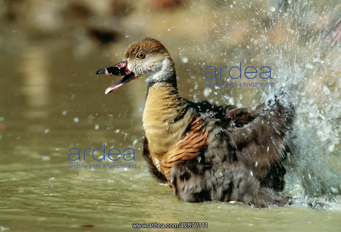 : Plumed Whistling DUCK - splashes in water : Plumed Whistling DUCK - splashes in water