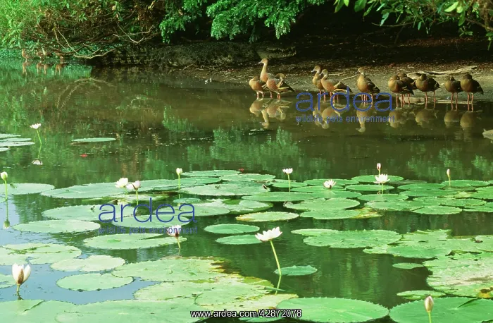 : PLUMED WHISTLING DUCKS : PLUMED WHISTLING DUCKS
