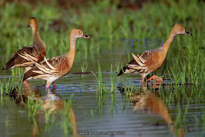 : Plumed Whistling Ducks : Plumed Whistling Ducks