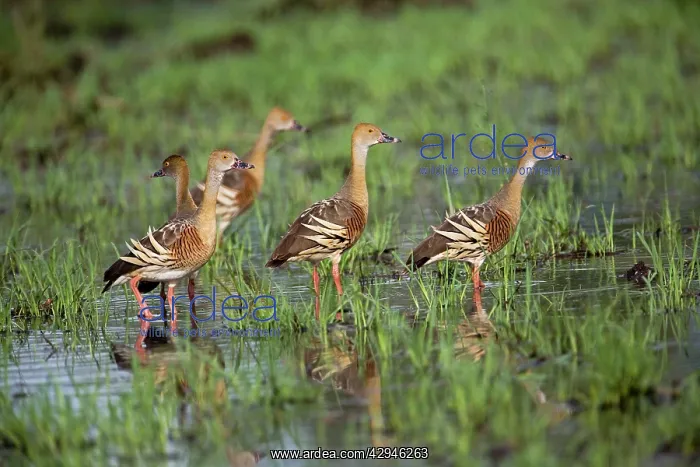 : Plumed Whistling Ducks : Plumed Whistling Ducks