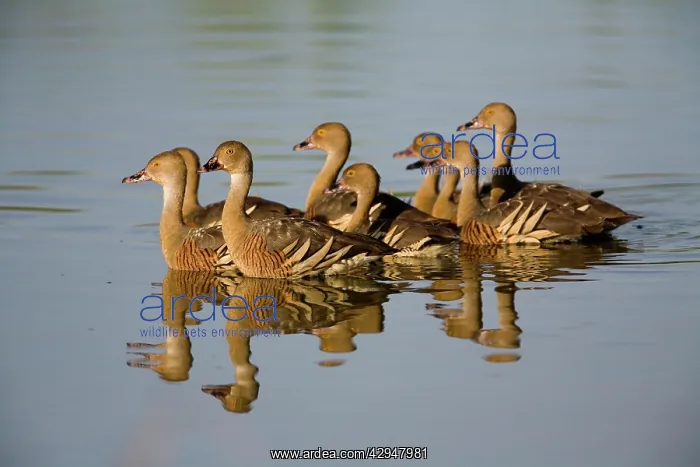 : Plumed Whistling-Ducks : Plumed Whistling-Ducks