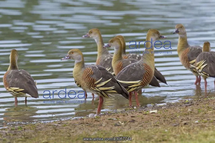 : Plumed Whistling Ducks : Plumed Whistling Ducks