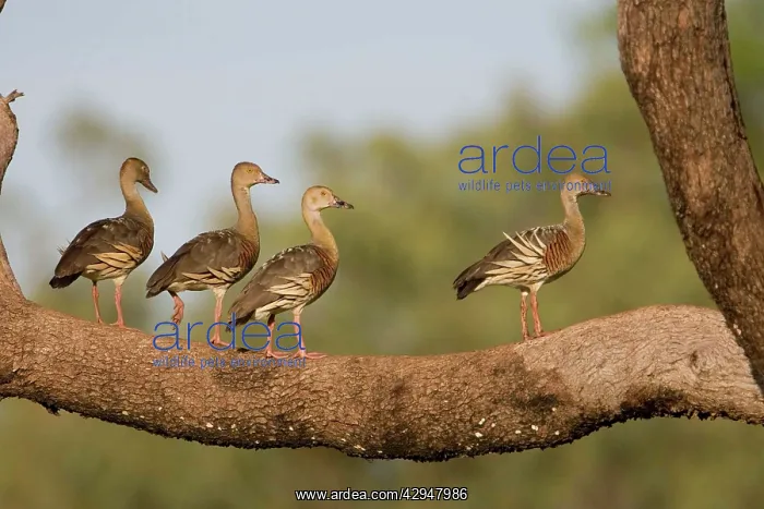 : Plumed Whistling-Ducks perched : Plumed Whistling-Ducks perched