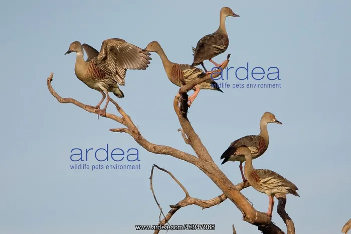 : Plumed Whistling-Ducks perched : Plumed Whistling-Ducks perched