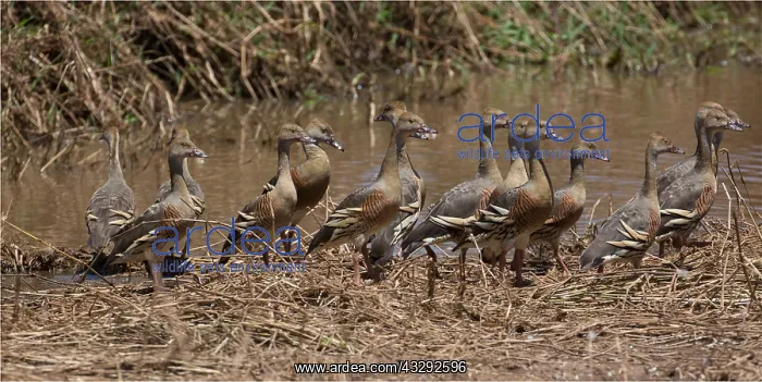 : Plumed Whistling Ducks - A few of thousands that : Plumed Whistling Ducks - A few of thousands that