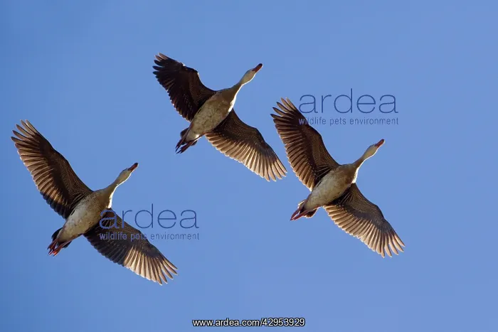 : Plumed Whistling / Grass Whistle Ducks - in flight : Plumed Whistling / Grass Whistle Ducks - in flight