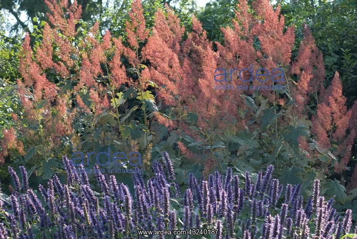 : Plumepoppy : Plumepoppy
