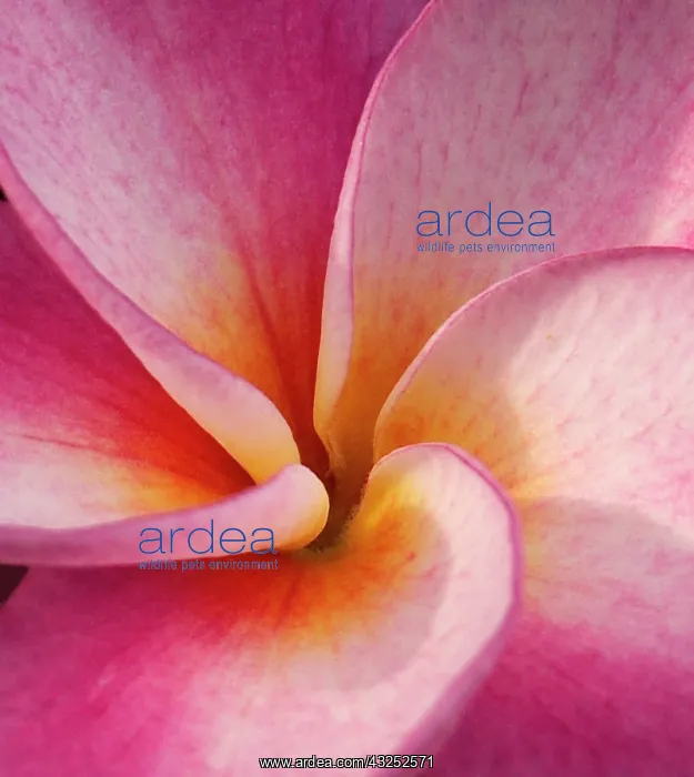 : Detail of a plumeria flower at Molokai Plumerias : Detail of a plumeria flower at Molokai Plumerias