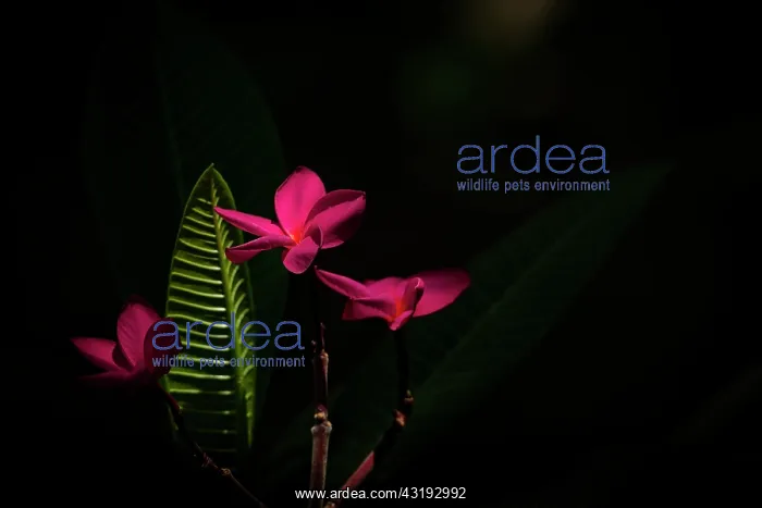: Plumeria (Plumeria rubra) flower - Montserrat Island : Plumeria (Plumeria rubra) flower - Montserrat Island