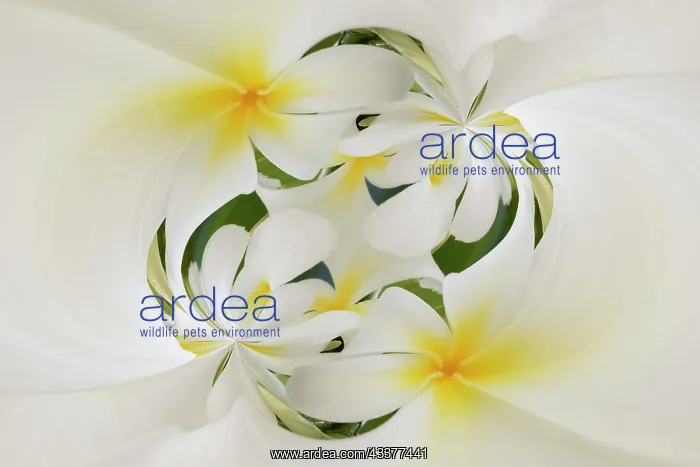 : Plumerias a genus of flowering plants in the dogbane : Plumerias a genus of flowering plants in the dogbane