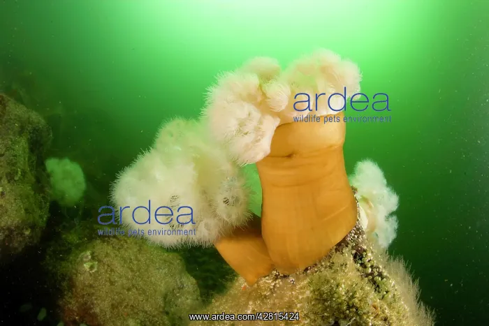 : Plumose anemones Metridium senile Vancouver Island British C : Plumose anemones Metridium senile Vancouver Island British C