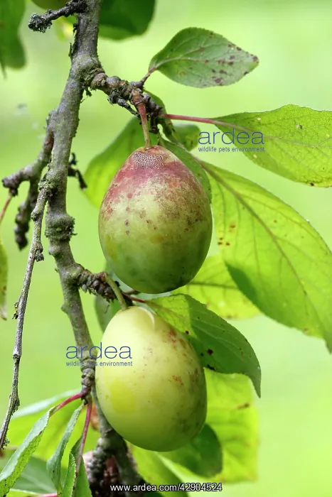 : Plums - in orchard : Plums - in orchard