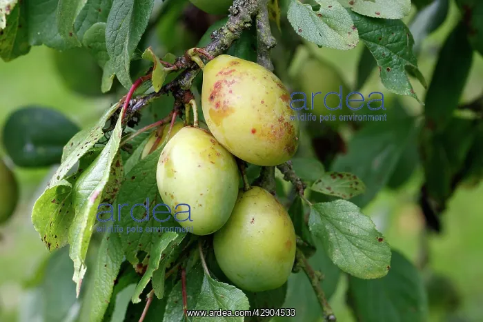 : Plums - in orchard : Plums - in orchard