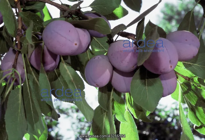 : Plums (Prunus) ready for harvest. Sacramento Valley, Northern California : Plums (Prunus) ready for harvest. Sacramento Valley, Northern California