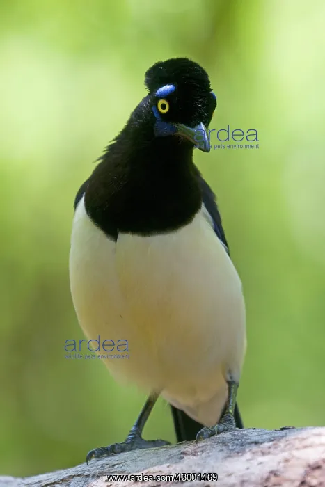 : Plush-crested Jay : Plush-crested Jay