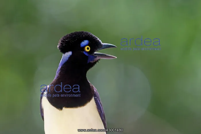 : Plush-crested Jay : Plush-crested Jay
