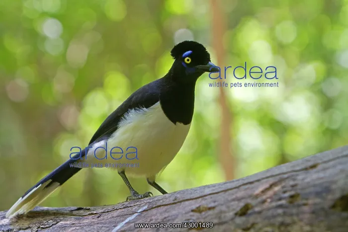 : Plush-crested Jay : Plush-crested Jay