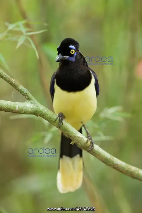 : Plush-crested Jay : Plush-crested Jay