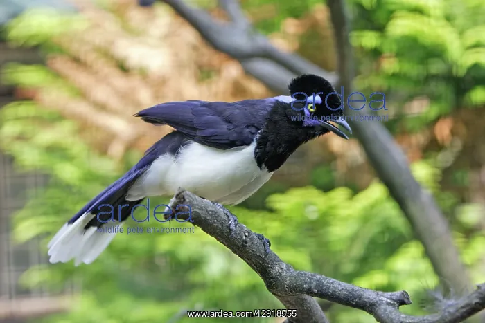 : Plush Crested Jay - calling with crest raised : Plush Crested Jay - calling with crest raised