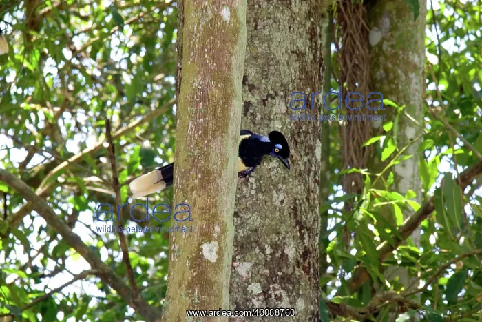 : Plush-crested Jays : Plush-crested Jays