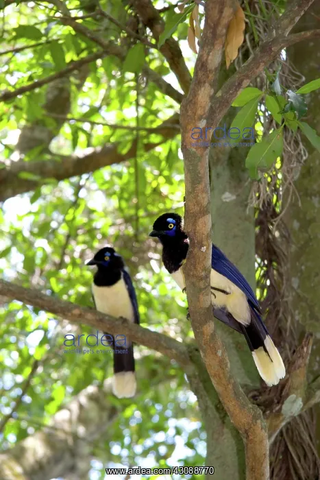 : Plush-crested Jays : Plush-crested Jays
