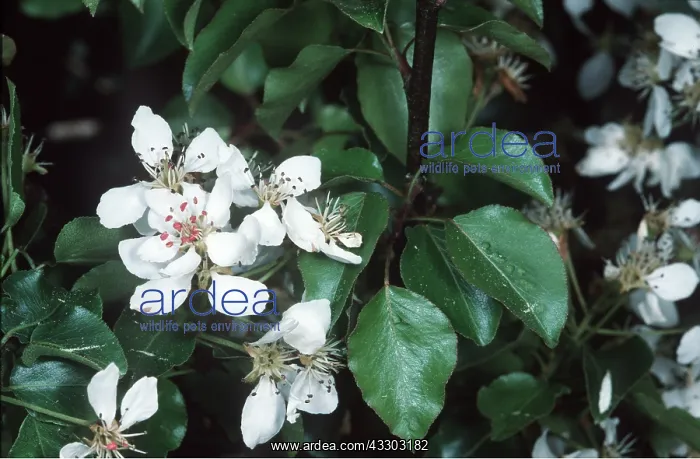 : Plymouth Pear in flower : Plymouth Pear in flower