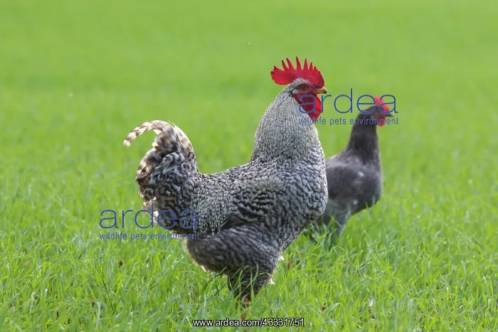 : Plymouth Rock Chicken - cock and hen standing on : Plymouth Rock Chicken - cock and hen standing on