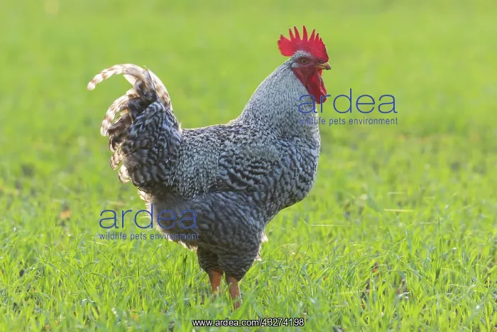  : Plymouth Rock Chicken - cock standing on a meadow