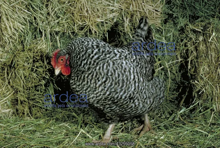 : Plymouth Rock hen : Plymouth Rock hen
