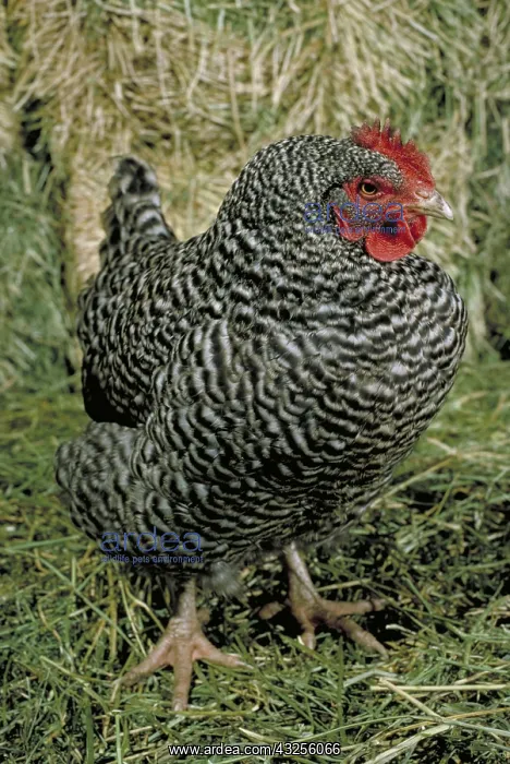 : Plymouth Rock hen : Plymouth Rock hen