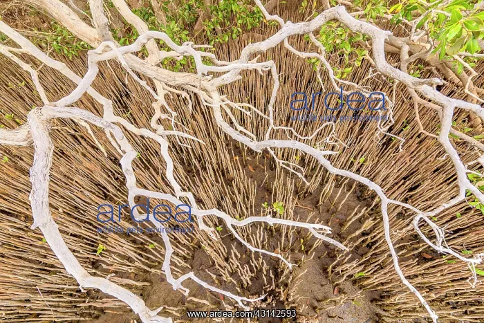 : Pneumatophores and branches of mangroves - Ningaloo : Pneumatophores and branches of mangroves - Ningaloo