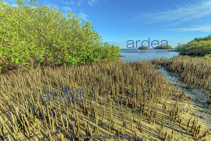 : Pneumatophores of mangroves - Ningaloo Marine Park : Pneumatophores of mangroves - Ningaloo Marine Park