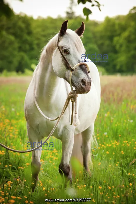 : POA, Pony of the Americas, mare in foal, white horse : POA, Pony of the Americas, mare in foal, white horse