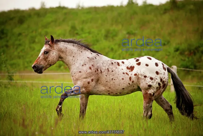: POA, Pony of the Americas, red roan horse colour : POA, Pony of the Americas, red roan horse colour