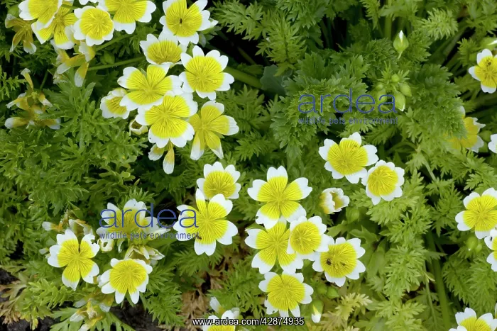 : Poached egg plant, or common meadow foam : Poached egg plant, or common meadow foam