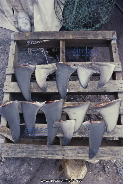 : Poached Shark Fins : Poached Shark Fins