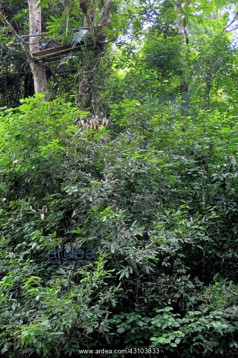 : Poacher's Platform : Poacher's Platform