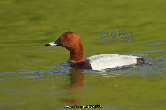  : Pochard (Aythya ferina). Hertfordshire, UK