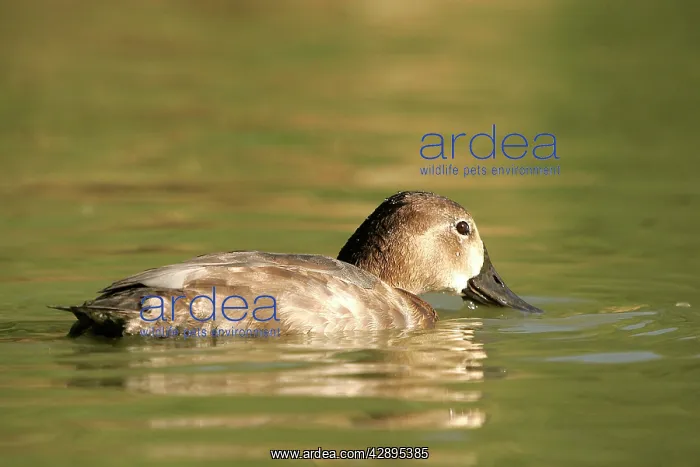 : Pochard (Aythya ferina). Camargue, Provence, PACA, France : Pochard (Aythya ferina). Camargue, Provence, PACA, France