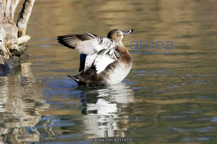  : Pochard (Aythya ferina). Saintes Maries de la Mer, Camargue, France