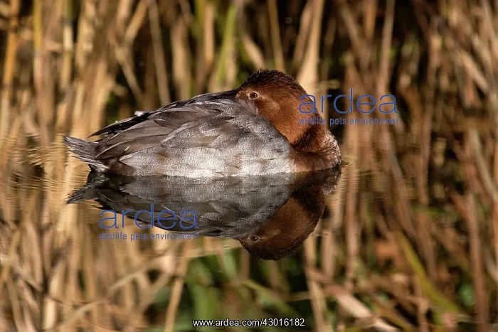  : Pochard female and reflection. UK