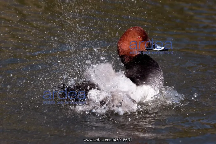  : Pochard washing in water. UK
