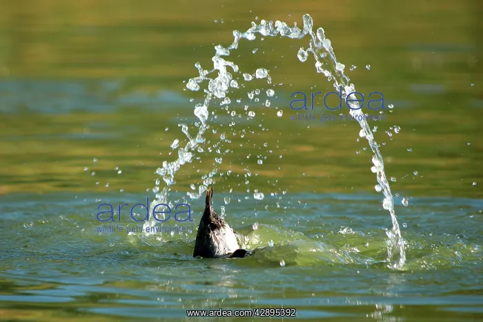: Pochard - dabbling : Pochard - dabbling