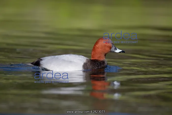  : Pochard - drake