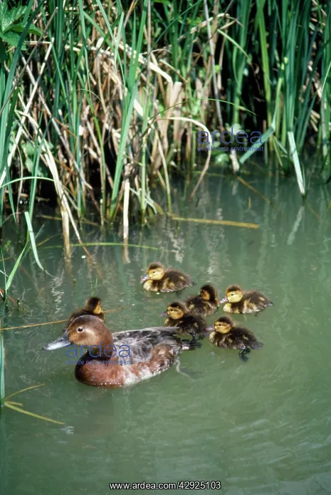 : Pochard Duck - with ducklings : Pochard Duck - with ducklings