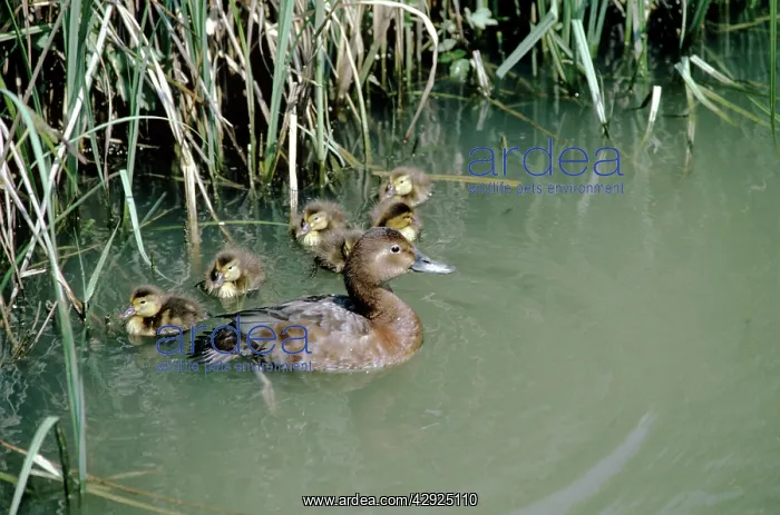 : Pochard Duck - ducklings : Pochard Duck - ducklings