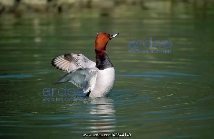 : Pochard Duck - flapping wings : Pochard Duck - flapping wings