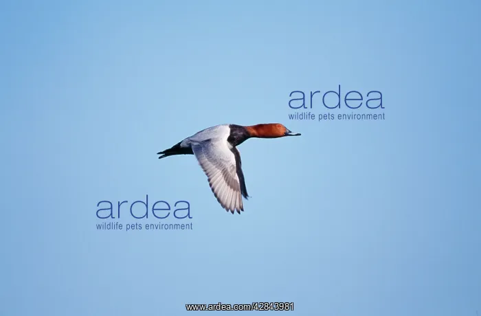 : Pochard Duck - in flight : Pochard Duck - in flight